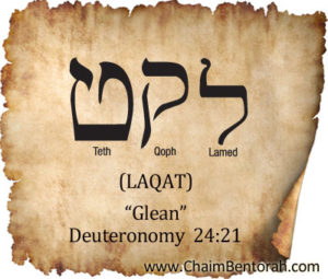 Hebrew Word Study Gleaning - 