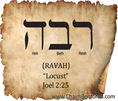 HEBREW WORD STUDY – LOCUST - Chaim Bentorah