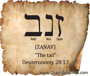 HEBREW WORD STUDY – THE TAIL - Chaim Bentorah