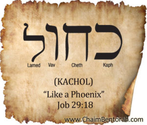 HEBREW WORD STUDY – LIKE THE PHOENIX - Chaim Bentorah