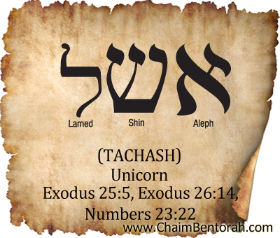 Hebrew Word Study – Unicorn | Chaim Bentorah