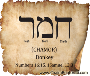 Hebrew Word Study – Donkey | Chaim Bentorah