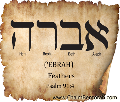 Hebrew Word Study – Feathers –  ‘Ebrah  אברה