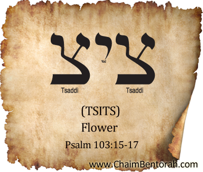 HEBREW WORD STUDY – FLOWER – TSITS – צוצ 