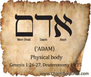 Hebrew Word Study – Physical Body – 'Adam אדם | Chaim Bentorah