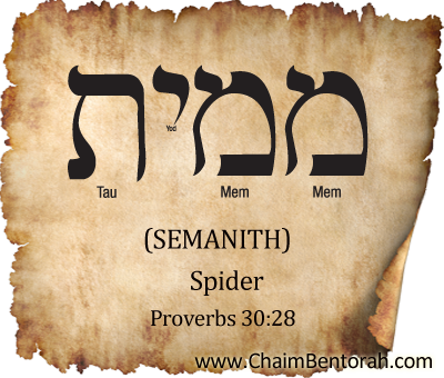 Hebrew Word Study – Spider – Semanith – שממית