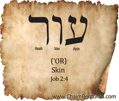 Hebrew Word Study – Skin – ‘Or  עור 