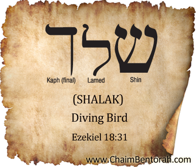 Hebrew Word Study – Diving Bird – Shalak  שלך