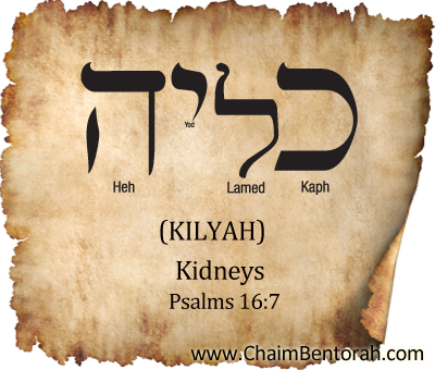 Hebrew Word Study – Kidneys – Kilyah  כליה