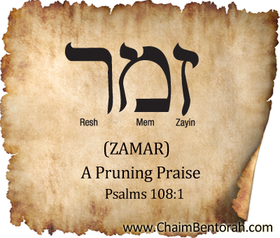 Hebrew Word Study – A Pruning Praise – Zamar