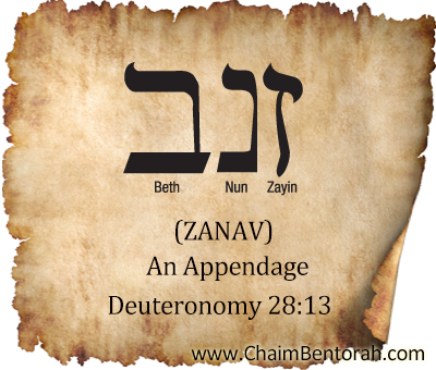 Hebrew Word Study – An Appendage – Zanav