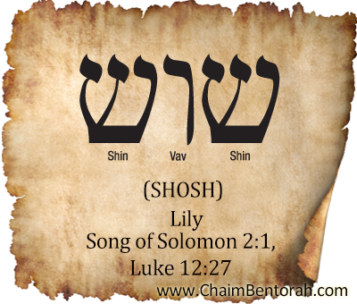 Hebrew Word Study – Lily – Shosh
